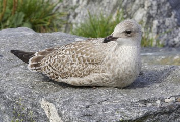 Seagull