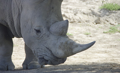 Obraz premium afrique sauvage