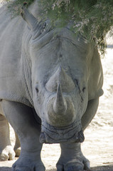 Fototapeta premium afrique sauvage