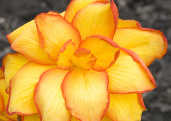 Fototapeta na wymiar Closeup of a Blooming Begonia