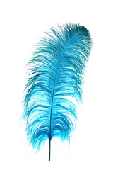 Ostrich feather dyed blue against a white background