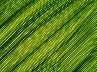 Collection of the textures (leaf of lily of the valley)