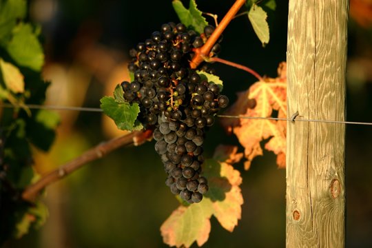 grappe de raisins