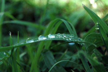 goutted'eausurl'herbe