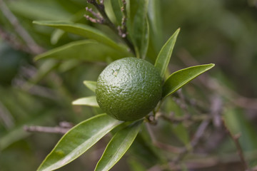 Limone verde