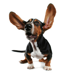 a basset hound with long flapping ears - obrazy, fototapety, plakaty