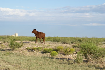Young red cow in open field in Southeast New Mexico