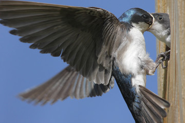 Hungry  Baby Tree Swallow (tachycineta bicolor)