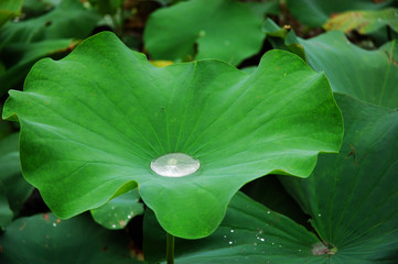 The water on the leaf © birdmanphoto