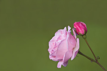 Pink rose and bud against a green background.