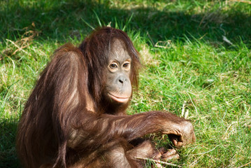 cute orangutan on the grass © Eric Gevaert