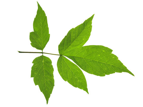 Green leaf isolated on white background; with clipping paths