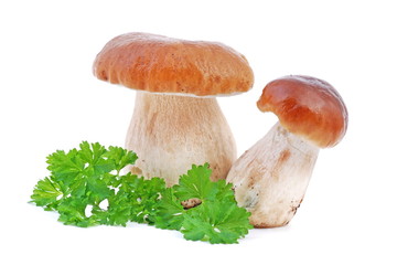 fresh forest mushrooms