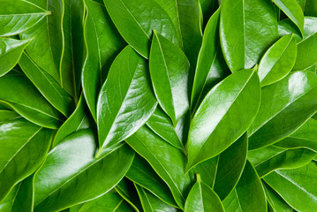 green leafs heap