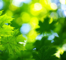 Fototapeta na wymiar zielonym tle liści w słoneczny dzień