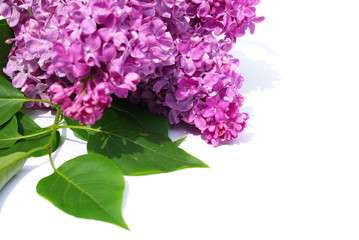 Obraz premium lilac flower