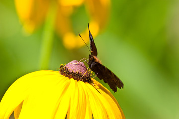 nature series: summer butterfly on the yellow flower