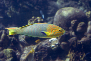 Fototapeta na wymiar Parfish