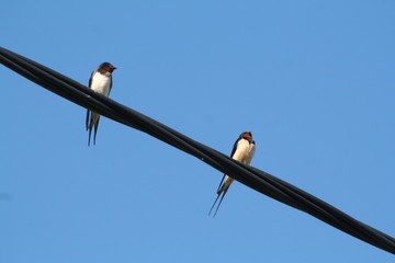 couple d'hirondelles © Somwaya