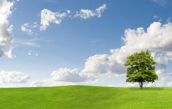 Maple tree on a meadow against a cloudy sky