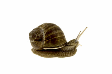 Schnecke