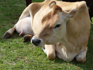 Naklejka na ściany i meble Cow Resting On Grass 12