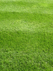 Fresh Cut Lawn Grass 6