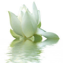 fleur aquatique, lotus blanc