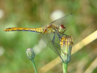 dragonly on a dandelion