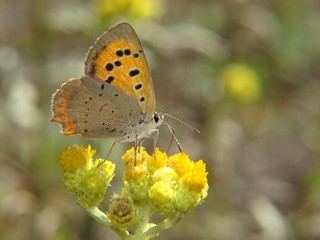 Obraz premium butterfly