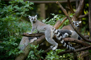 A family of Ring-tailed Lemurs in the forest