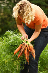 Woman picking fresh organic carrots