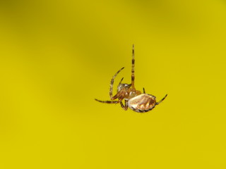 sleeping spider