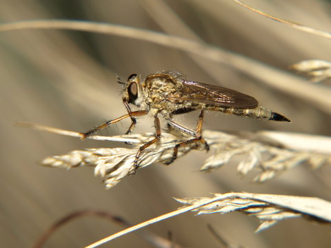 Tabanus bovinus - horse fly