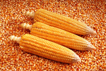Corn