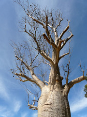 Boab Tree in Australien