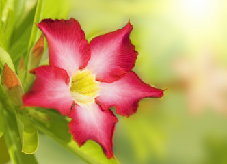 Fototapeta na wymiar Floral background. Tropical flower Pink Adenium. Desert rose.