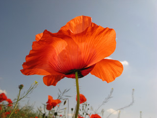 Flower of  red poppy on  background of  blue sky