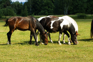 Obraz na płótnie Canvas Group of horses on the green meadow.