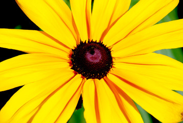 yellow flower