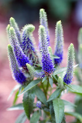 Vertical image of the spurple spiky flowers of Spike Speedwell.