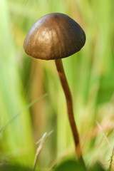 Petit champignon des prés