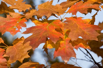 Autumnal  leaves of maple in the park