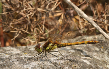 Dragonfly 2