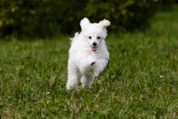 Poodle Miniature playing in grass