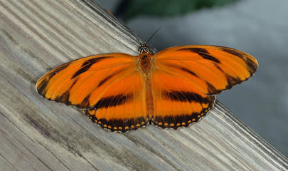 Orange Butterfly