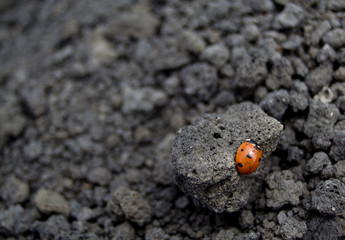 coccinelle dans la lave