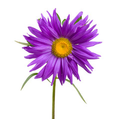 close-up violet aster, isolated on white - 9335383