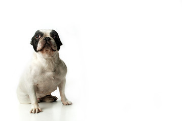 Buldogg © Lionello Rovati