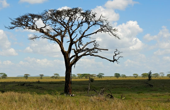 Alone dead tree in Africa's savannah